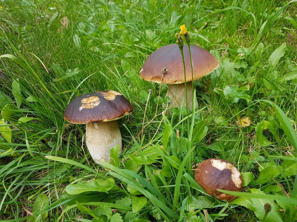 Pension Fuerhapter Mit Bio- Bauernhof Sankt Jakob in Defereggen Buitenkant foto